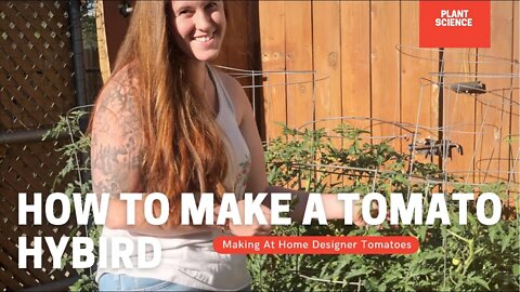 Do You Need To Shake Your Tomato Flowers? HOW TO MAKE A HYBIRD TOMATO! | Crop Series Ep 04