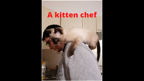 a Kitten inspecting his Hooman on cooking