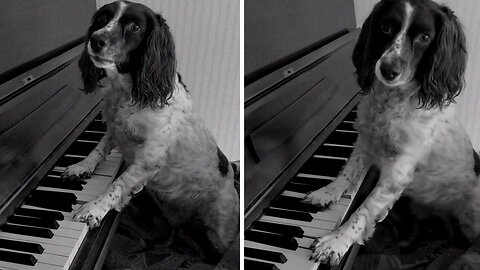 Dog Plays A Spooky Tune On The Piano