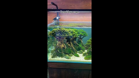 Bonsai Aqurium setup