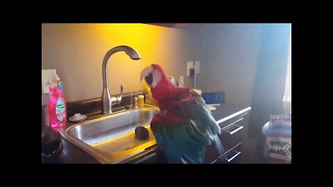 Funny Parrots Videos / cute moment of the BIRDS / Cutest Parrots #1