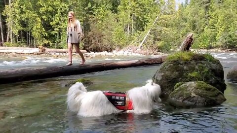 Kalso River Trail & Pyrenees Komondor Working Dog