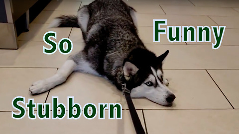 Stubborn Siberian Husky Refuses to Leave Shopping Mall