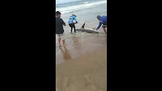 SOUTH AFRICA - Durban - Angler caught a ragged tooth shark (Video) (6M3)