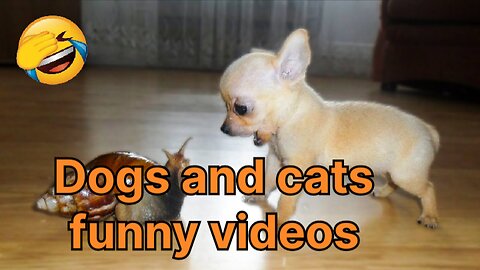 Dogs and cats funny videos] Dogs and cats funniest videos