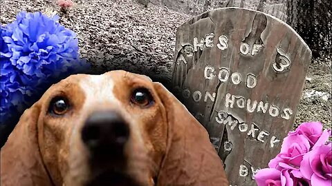 "ONLY COON HOUNDS ALLOWED HERE! A Unique Pet Cemetery" (26Apr2023) Faces of the Forgotten