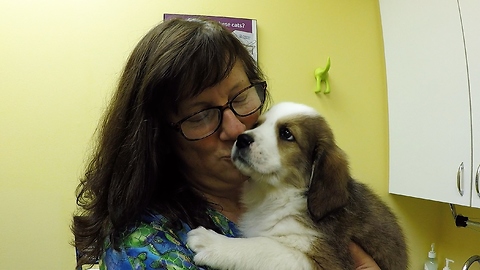 Vet falls in love with puppies, can't part with them