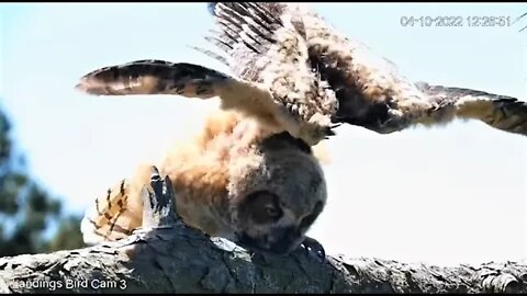 An Owlet Close-up 🦉 4/10/22 12:24