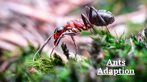 How Ants Adapt To Their Environment