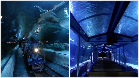 Texas Has An Underwater Train Where You Can Get Up-Close With Sharks (VIDEO)