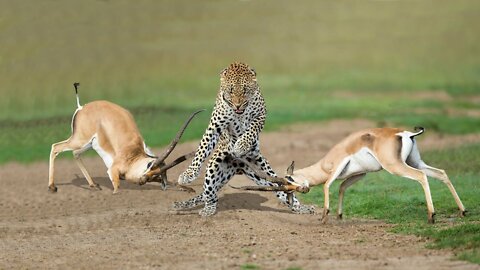 Amazing Gazelle Take Down Three Cheetah To Escape | Cheetah Hunting Fail