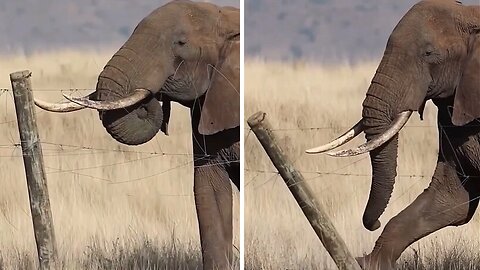 Female elephant shows incredible intelligence to break free her family