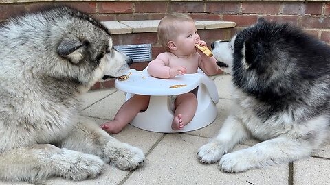Giant Dogs Guard Baby Eating! (Cutest Ever!!)