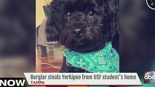 Burglar steals Yorkipoo from USF student's home