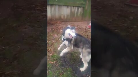 Huge Husky Jumps Around!