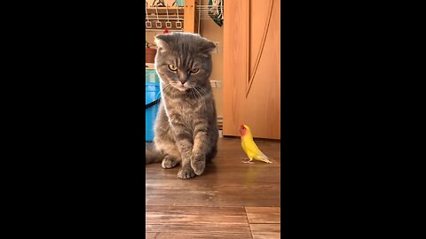 Funny cat playing with parrot/ funny animals/cute cat/ CatsOfInstagram #Adorable #FurryFriends.
