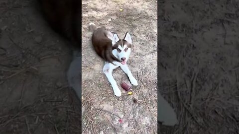 Excuse me, SIR!! #husky #huskies #huskypuppy #huskylove #huskylife #puppy #puppies #siberianhusky