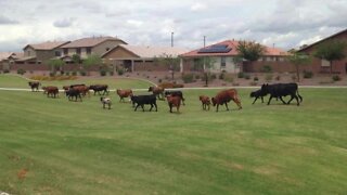 Cows visiting south Gilbert neighborhood frequently recently