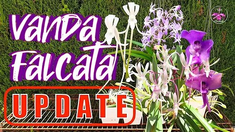 Vanda falcata & Hybrids CARE | EXTENSIVE PRIVATE Orchid Collection UPDATE #ninjaorchids #carecollab