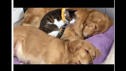 Cat Came to Cuddle With Goldens