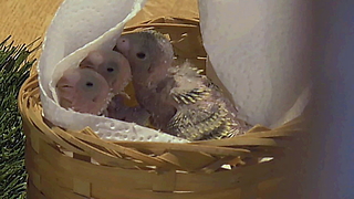 Adorable Baby Birds Are Getting Hand Fed