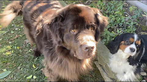 Huge Newfoundland Files His Own Nails