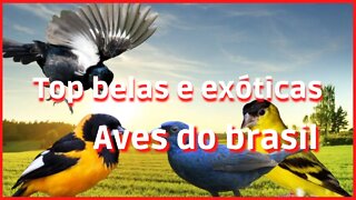 Top belas e exóticas Aves do brasil