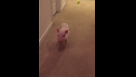 What did this energetic Mini Pig just break?