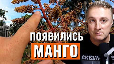 Появились у Сани манго! Бананы тоже перезимовали.