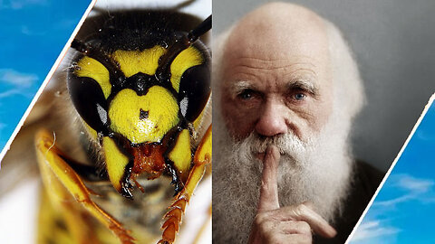 Parasitic Wasps / Hugo Talks