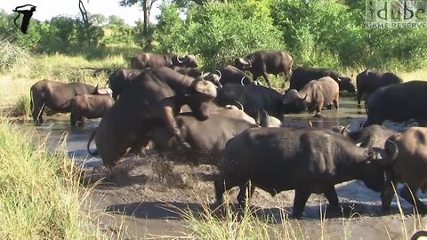 Frisky Buffalo In The Mud