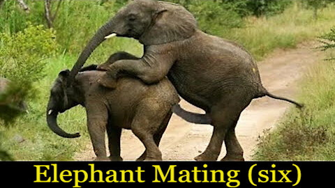 ♨♂ Intimate Elephant's Encounter {Elephant Mating}♀♨