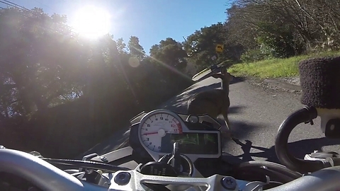 Motorcycle near misses deer, rider freaks out