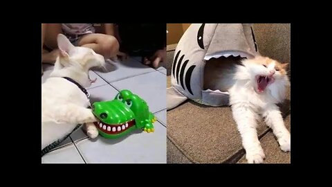 Funny Babies Laughing Hysterically at Cat and dog Compilation (2022)