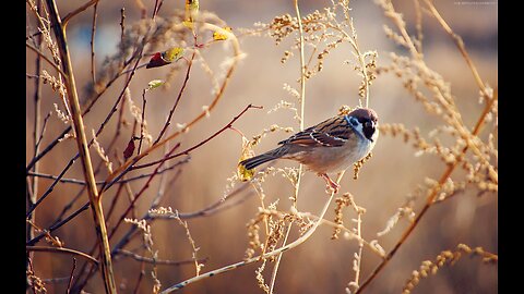 The Secret Life of Sparrows Unveiled