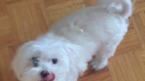 Pooch Fights Kibble Stuck On His Back, Kibble Wins In The End