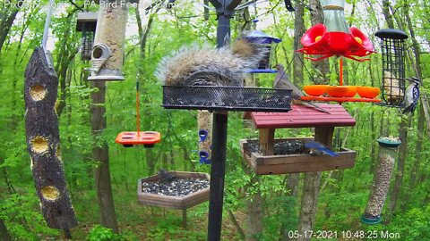 Baby bluebird visits feeder.
