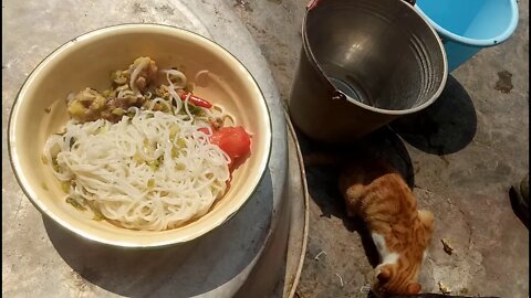 我在炎炎烈日下，与猫和鸡一起共享一碗米粉