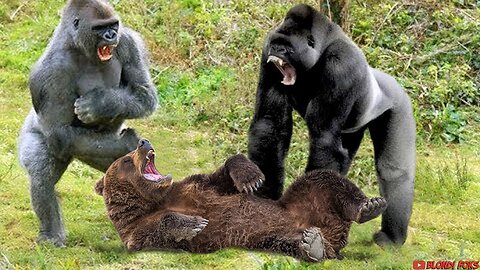 Gorilla VS Bear - Who Will Win? - Blondi Foks
