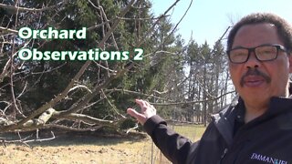 Orchard Observation 2
