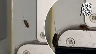 Flying roach class? Cockroaches spotted running amok on airplane in horrifying video