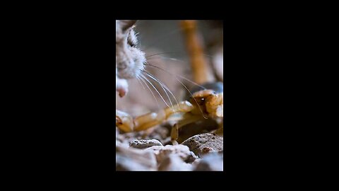 wildlifevideo #amazinganimalsworld #wildlifeoftiktok #fyp #wildlife