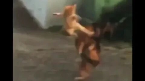 Cat delivers flying kick to take down aggressive dog