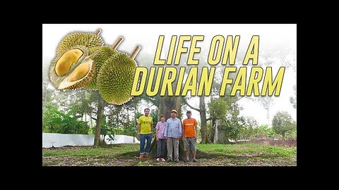 Inside a Durian Farm In Pahang: Farm To Table
