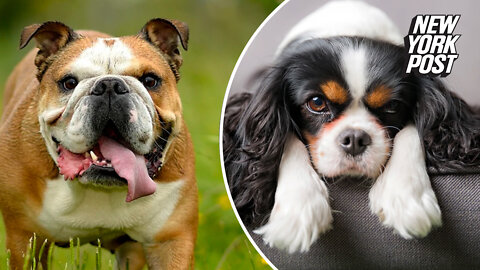 Norway bans breeding Cavalier King Charles Spaniels, bulldogs