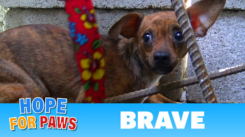 After being used for breeding, little Brave was abandoned on the streets.