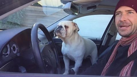 English Bulldog makes his rounds for neighborhood watch