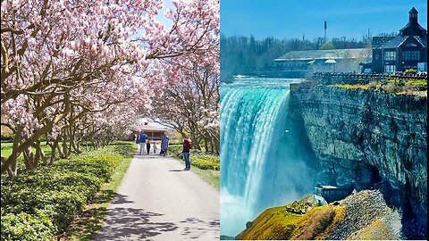 Niagara Falls Walk to Magnolia Alley Blossoms 4K Canada Travel Vlog