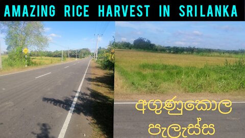Amazing rice harvest in Sri Lanka|Management Rice| Susantha11