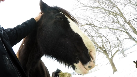 Clydesdale gets relaxed and drowsy during head massage